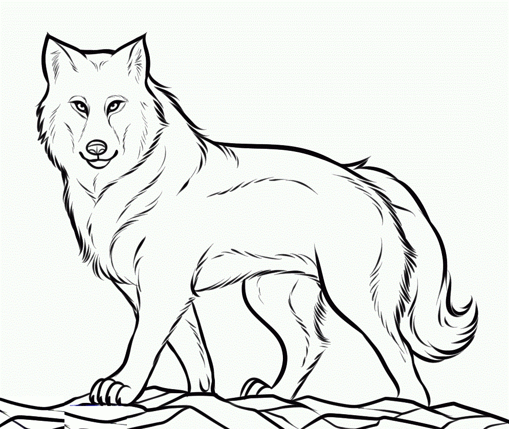 Coloring Pages And Coloring Books. Free Printable Wolf Coloring 995x839 Coloring Pages And Coloring Books. Free Printable Wolf Coloring