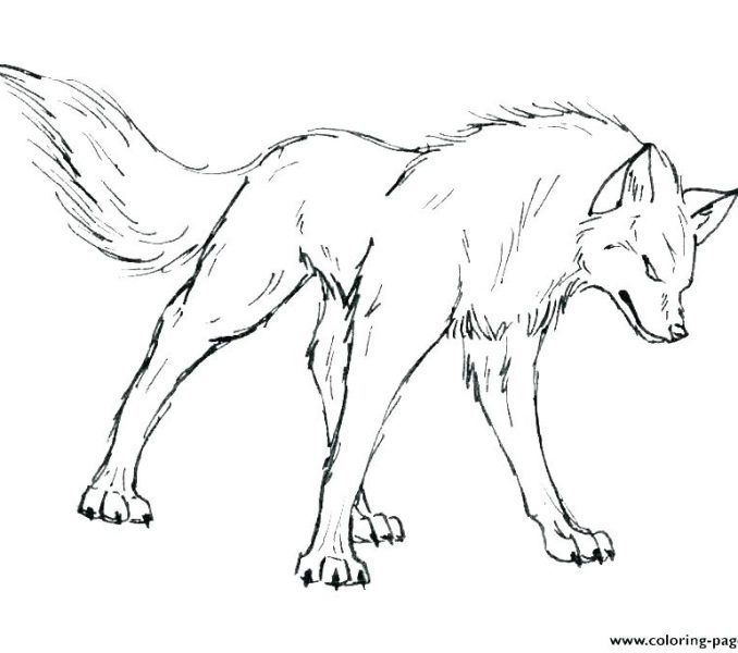 Coloring Picture Of A Wolf Popular Trend Coloring Pages 678x600 Coloring Picture Of A Wolf Popular Trend Coloring Pages
