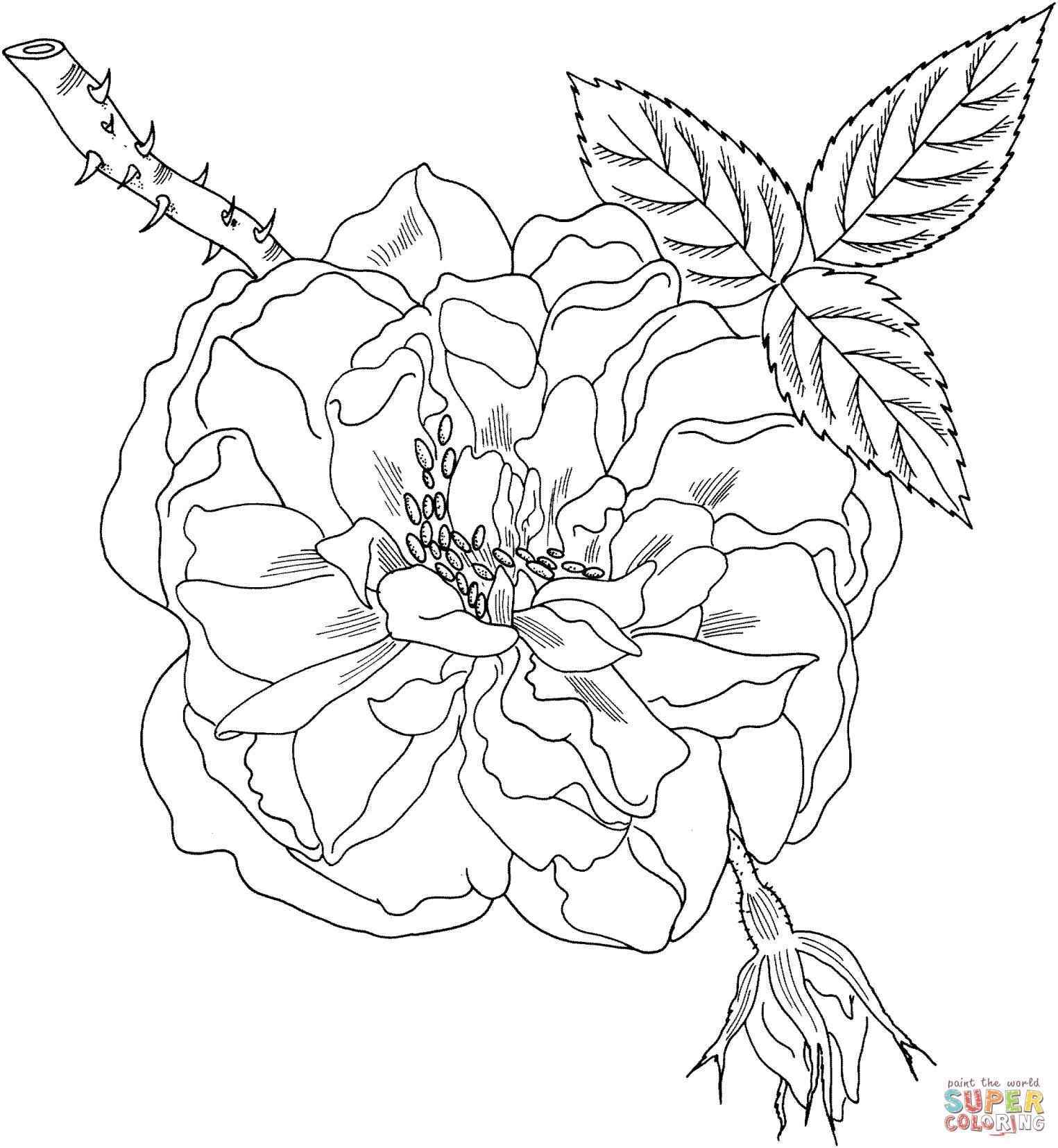 1525x1654 And Yorkus Rose Coloring Page Free Printable Cartoon Flowers China