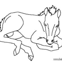 220x220 Horse Medal Coloring Pages