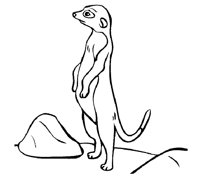 Meerkat Coloring Page