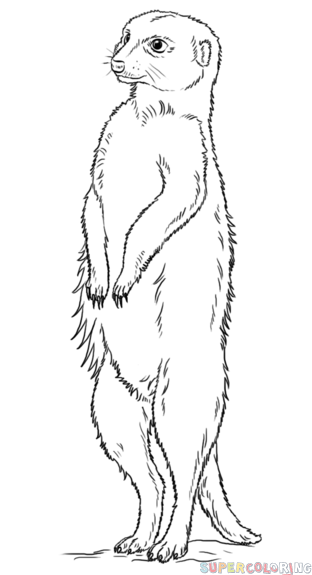 312x575 Pin By Jan Jansen Van Vuuren On Animals Animal