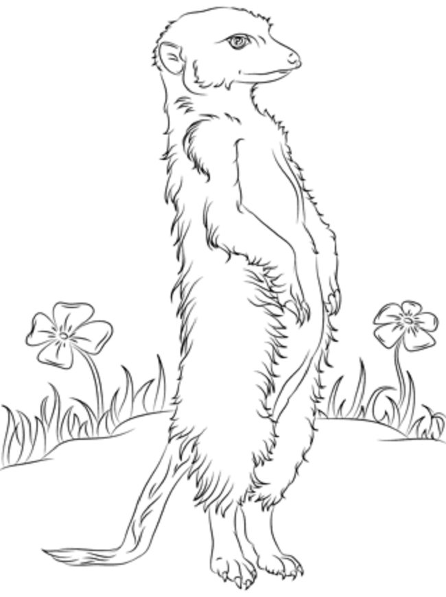 650x870 Meerkats Colouring Pages Coloring Pages Embroidery