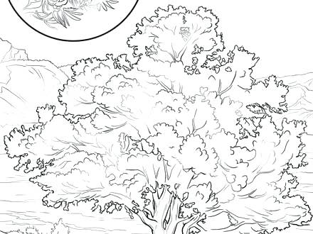 440x330 Coloring Pages Map Coloring Sheets Coloring New State Tree