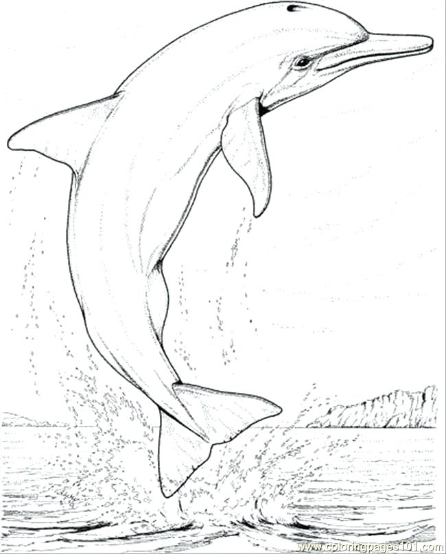 Printable Dolphin Coloring Pages Coloring Pages Dolphin Jump 650x808 Printable Dolphin Coloring Pages Coloring Pages Dolphin Jump