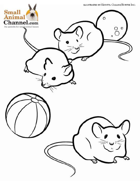 570x736 Hamster Mice Mice Coloring Pages Animals Print Coloring Pages
