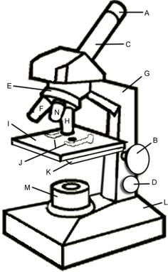236x383 Free Parts Of A Microscope Label Worksheet Science Resources