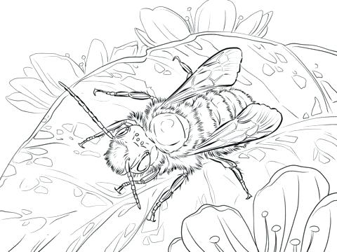 Clear Winter Night Sky With Million Of Stars Coloring Page 480x360 Clear Winter Night Sky With Million Of Stars Coloring Page