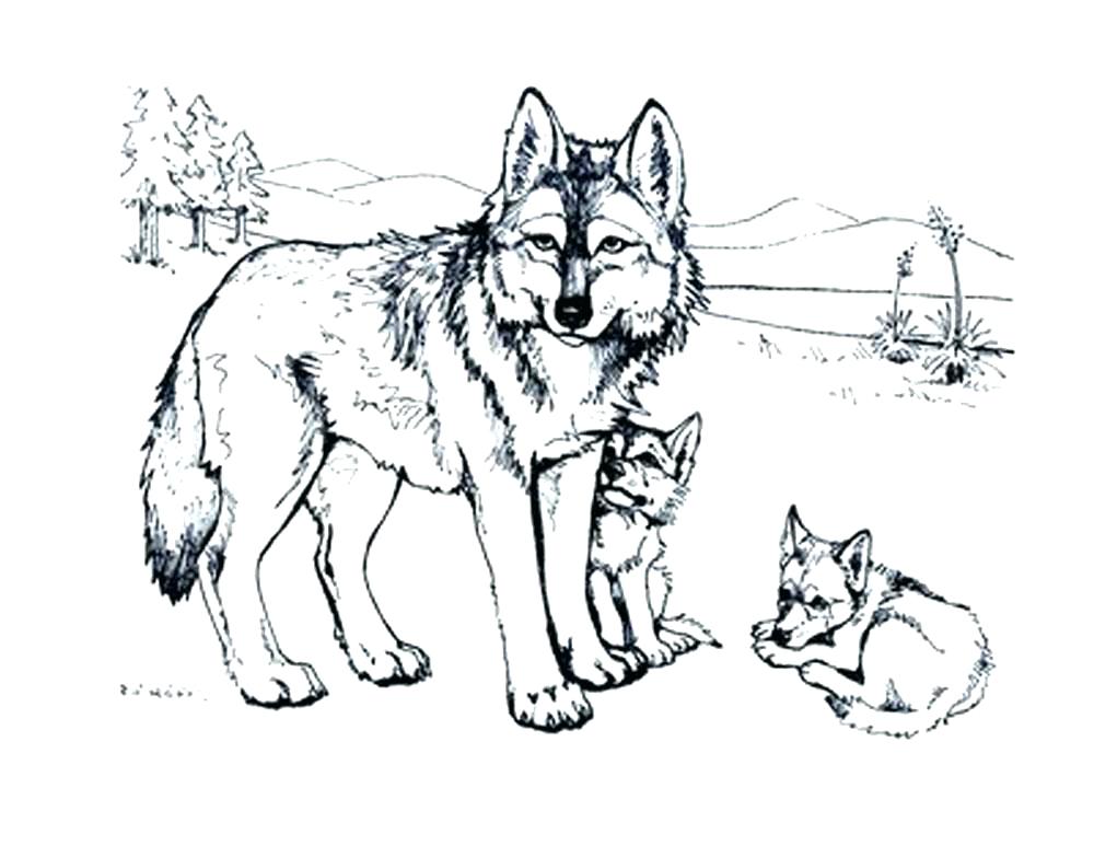 Wolf Coloring Pages To Print Wolf Coloring Pages Wolf Coloring 1000x773 Wolf Coloring Pages To Print Wolf Coloring Pages Wolf Coloring