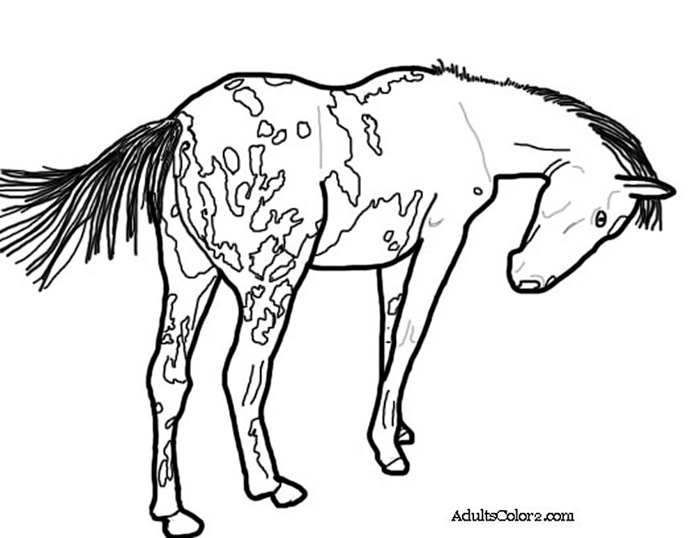 Horse Coloring Pages Pick And Print Your Pony 1000x773 Horse Coloring Pages Pick And Print Your Pony