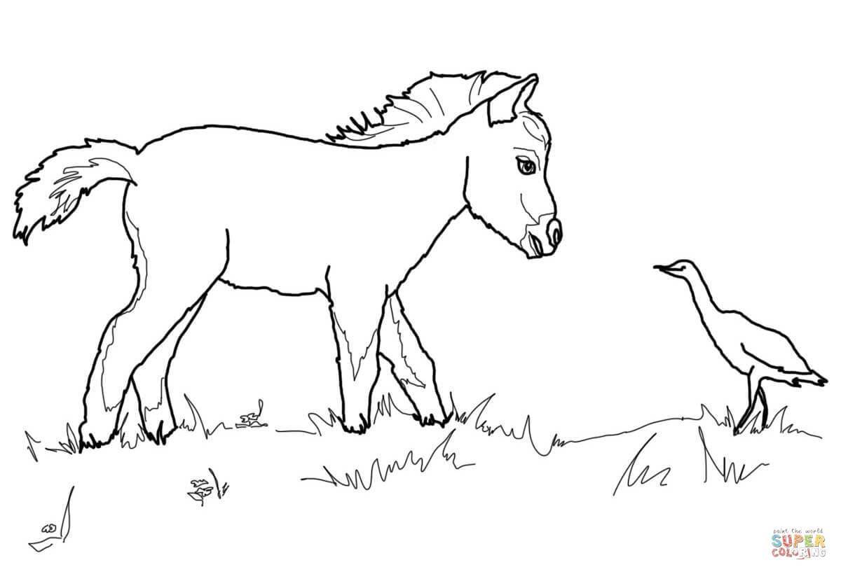 Marvelous Miniature Horse Foal And Bird Coloring Page Printable 1200x820 Marvelous Miniature Horse Foal And Bird Coloring Page Printable