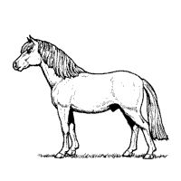Miniature Horse Coloring Pages Miniature Horse Coloring Picture 200x200 Miniature Horse Coloring Pages Miniature Horse Coloring Picture