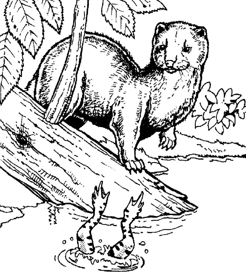 800x883 Mink Color Page