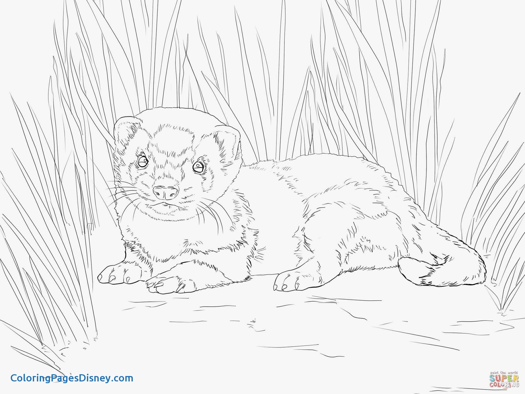 2048x1536 Mink Coloring Pages Archives