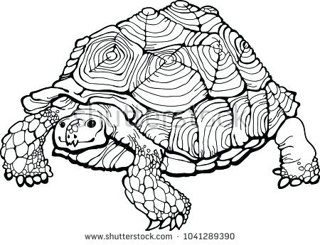 450x345 Desert Tortoise Coloring Page Colouring