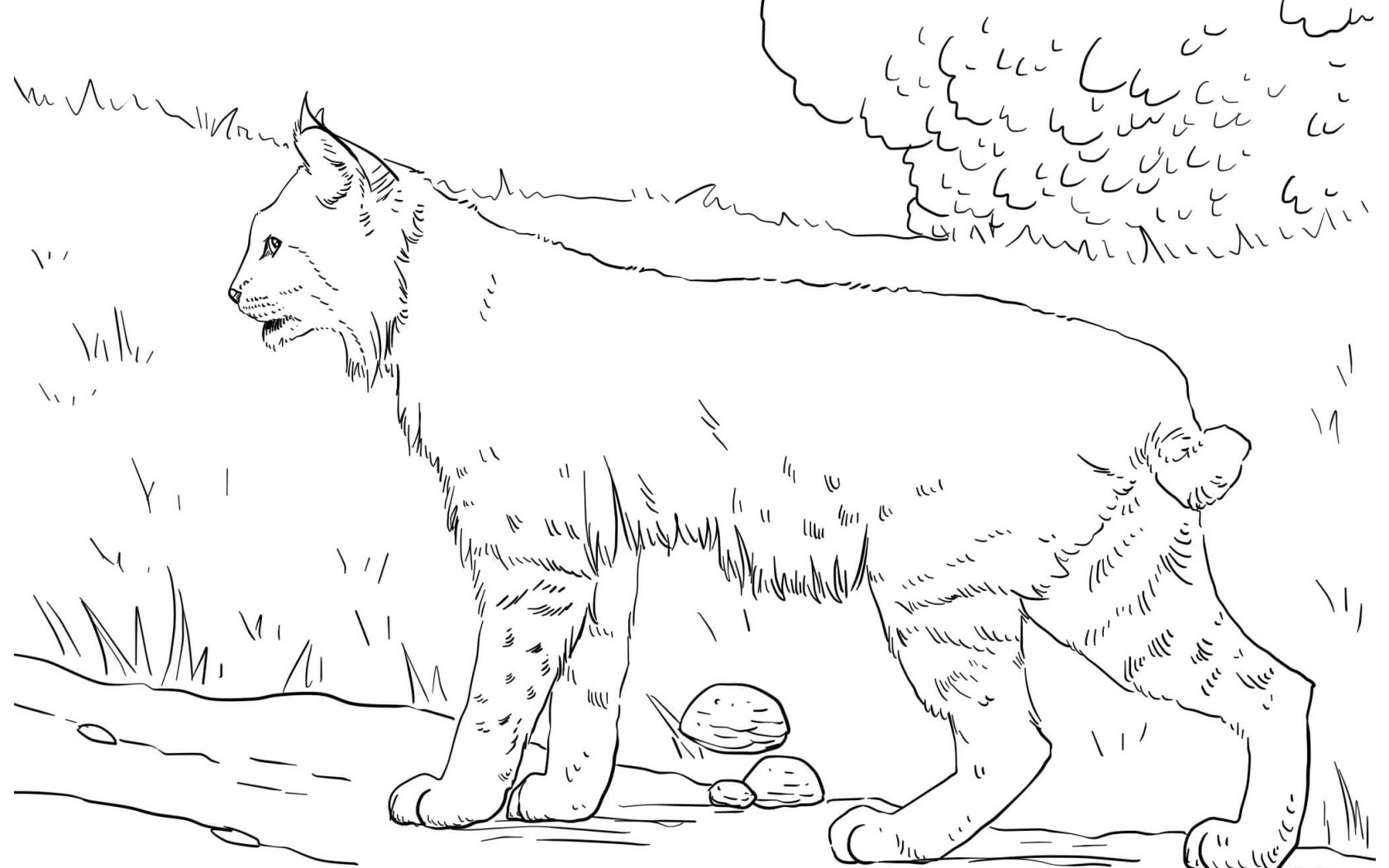 Lynx Coloring Pages For Kids Leopard Archaicawful Cat Printable 1680x1050 Lynx Coloring Pages For Kids Leopard Archaicawful Cat Printable