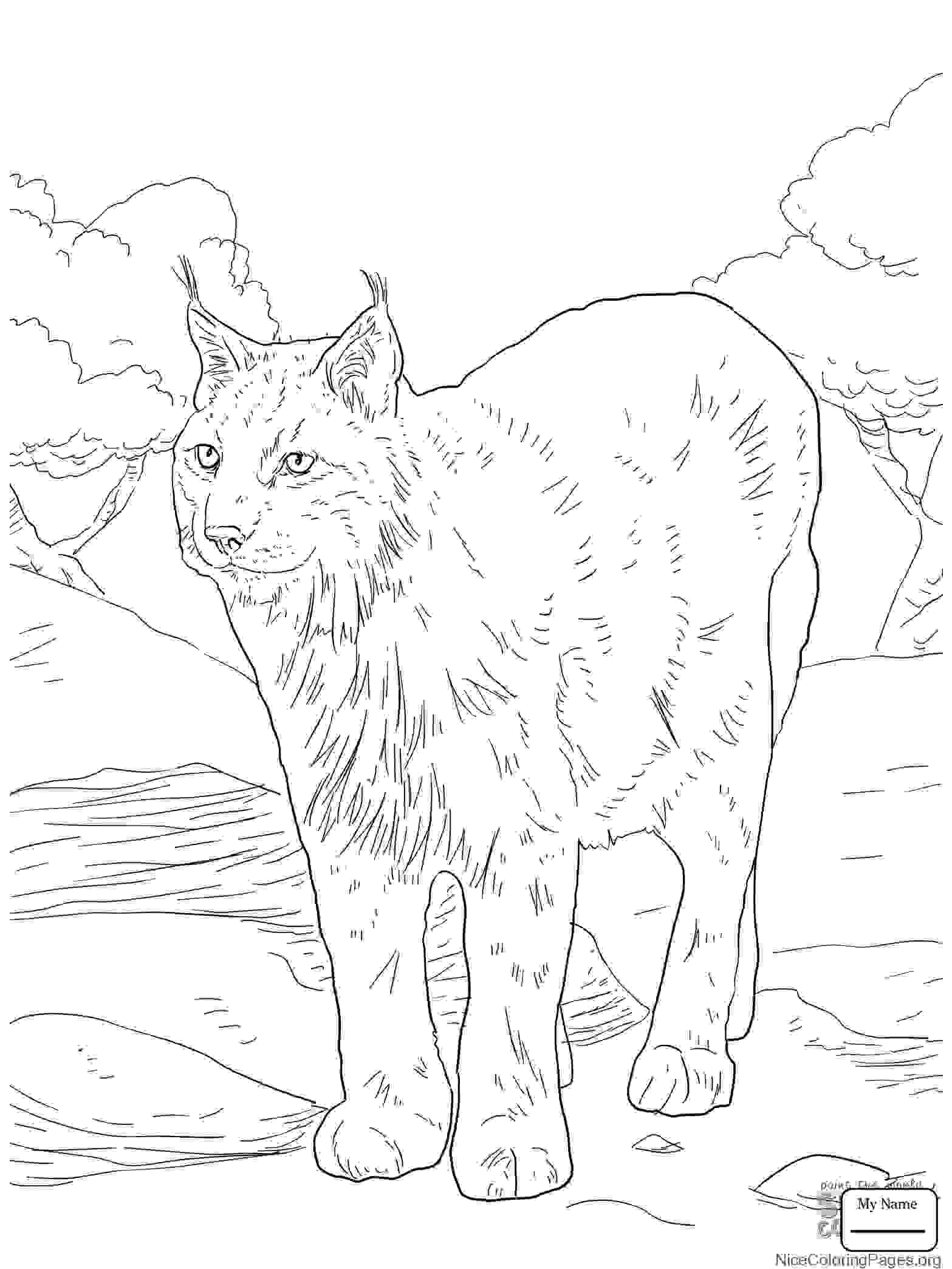 Archaicawful Lynx Coloring Pages For Kids Page Cat Printable 1567x2089 Archaicawful Lynx Coloring Pages For Kids Page Cat Printable