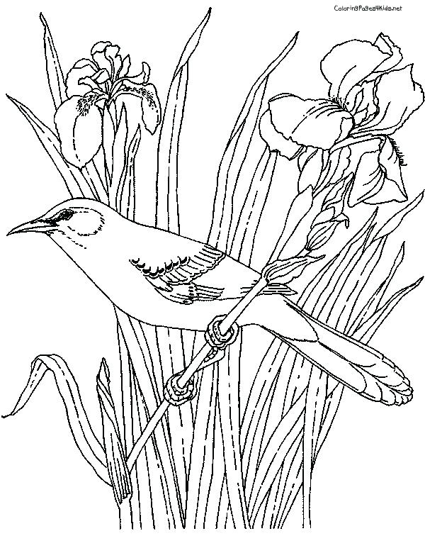 Mockingbird Coloring Page Mockingbird Coloring Page Fine Picture 600x756 Mockingbird Coloring Page Mockingbird Coloring Page Fine Picture