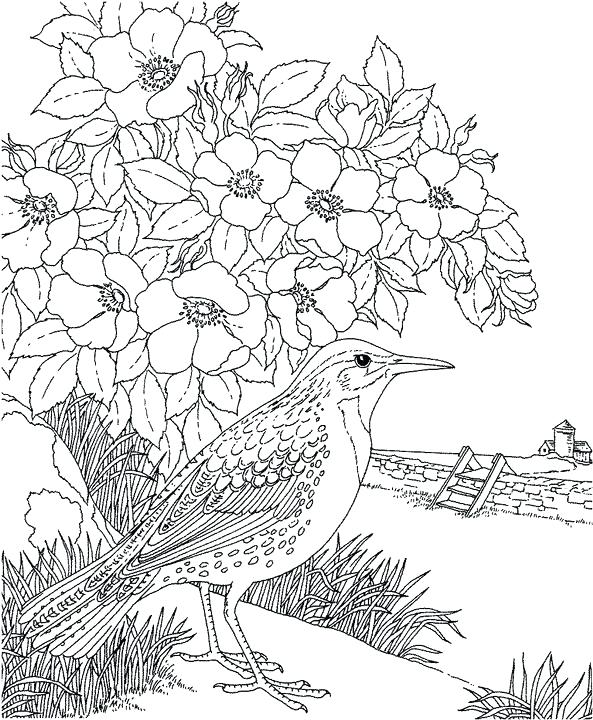 Mockingbird Coloring Page To Kill A Mockingbird Coloring Pages 593x720 Mockingbird Coloring Page To Kill A Mockingbird Coloring Pages