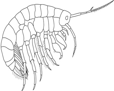 400x322 Mosquito Larvae Coloring Page Scud Macroinvertebrates Created