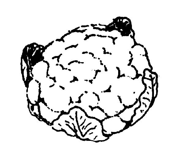 Cauliflower Mississippi State University Extension Service 575x516 Cauliflower Mississippi State University Extension Service