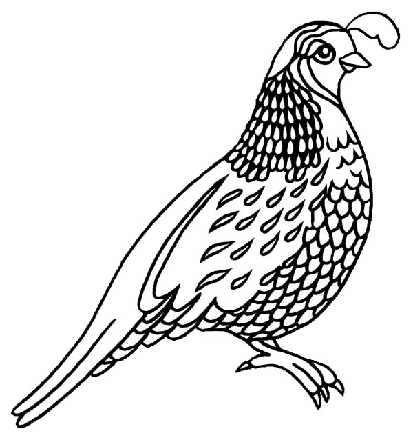 Missouri Quail Coloring Page Color Luna 600x638 Missouri Quail Coloring Page Color Luna