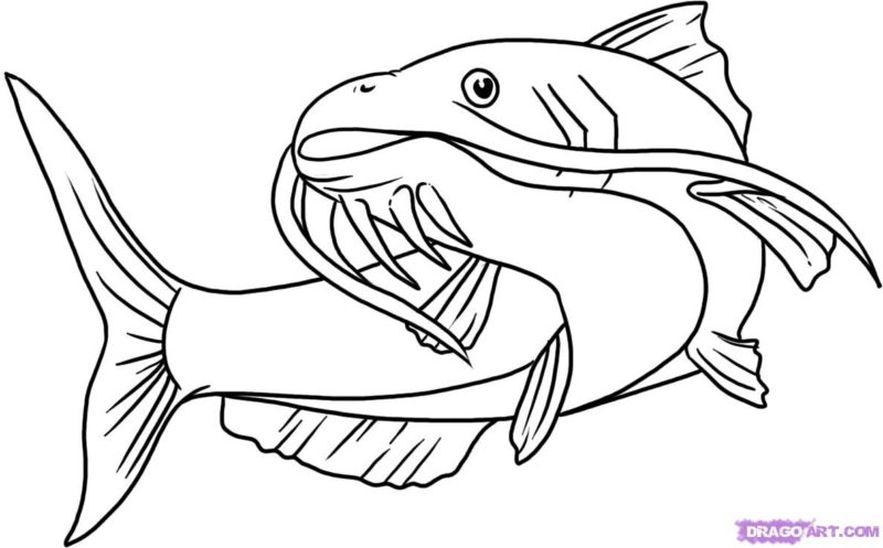 Missouri State Fish Channel Catfish Coloring Page, Catfish 800x497 Missouri State Fish Channel Catfish Coloring Page, Catfish