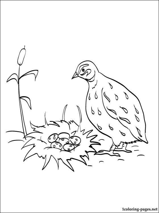 Quail Coloring Page For Free Coloring Pages 560x750 Quail Coloring Page For Free Coloring Pages