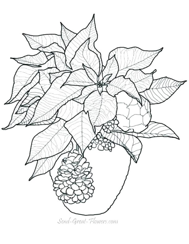 612x792 Mistletoe Coloring Page Related Post Free Printable Mistletoe