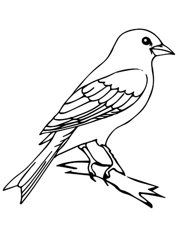 600x799 Mockingbird Coloring Page Mockingbird Outline Coloring Pages Color