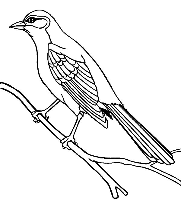 600x684 Mockingbird Coloring Page Bahama Mockingbird Coloring Pages Bahama