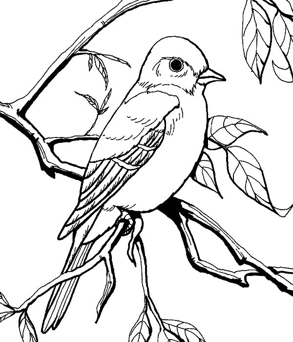 600x699 Patagonian Mockingbird Coloring Pages Color Luna