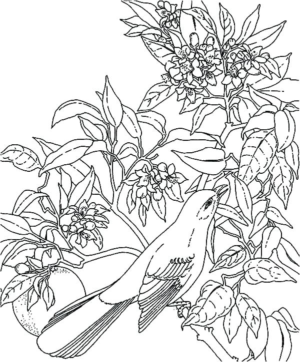 600x725 Rainforest Coloring Page Coloring Pages Tropical Coloring Page
