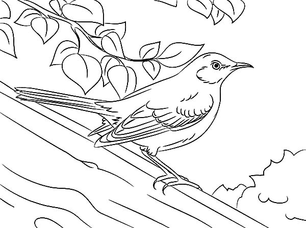 600x448 Drawing Northern Mockingbird Coloring Pages Color Luna