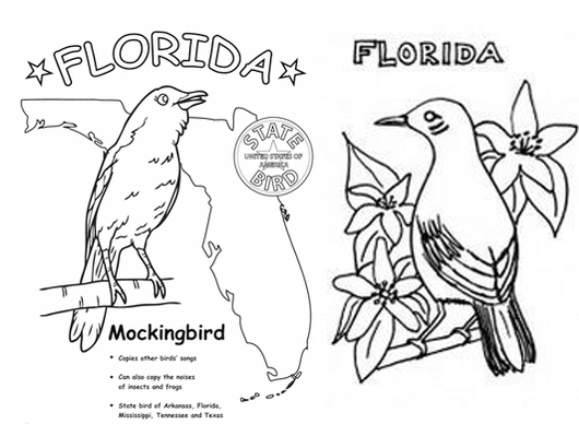 530x388 Florida Mockingbird Coloring Pages