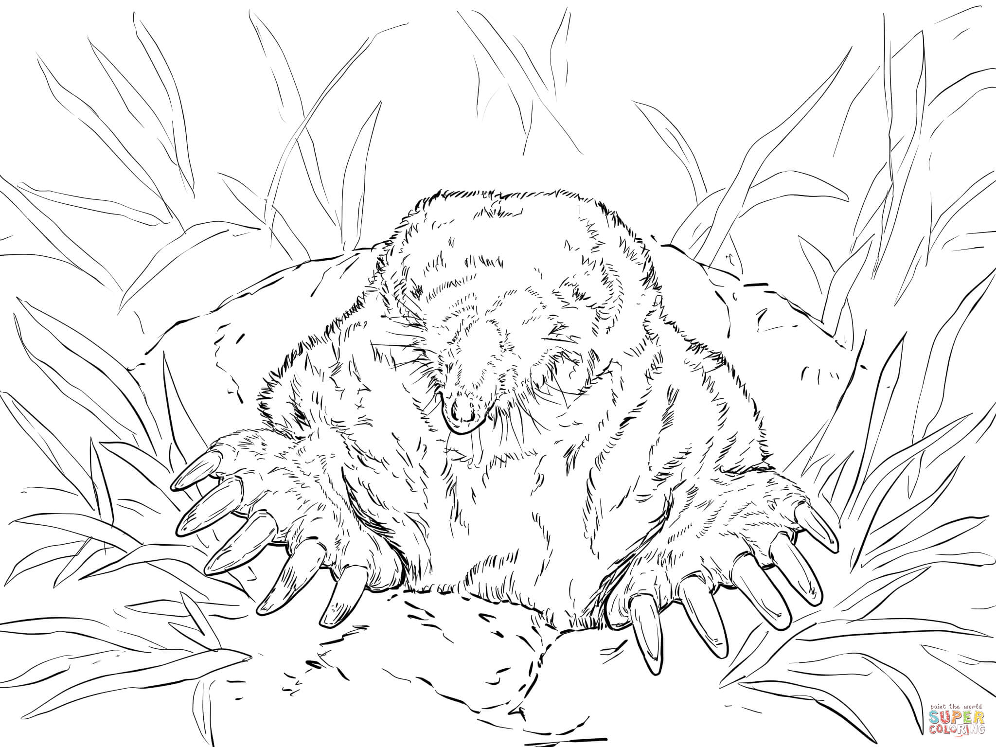 Nice Mole Coloring Page Cool Ideas For You 2048x1536 Nice Mole Coloring Page Cool Ideas For You