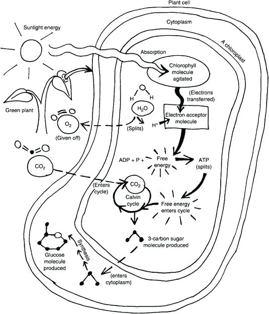 Photosynthesis Coloring Page Photosynthesis Coloring Page Coloring 535x625 Photosynthesis Coloring Page Photosynthesis Coloring Page Coloring