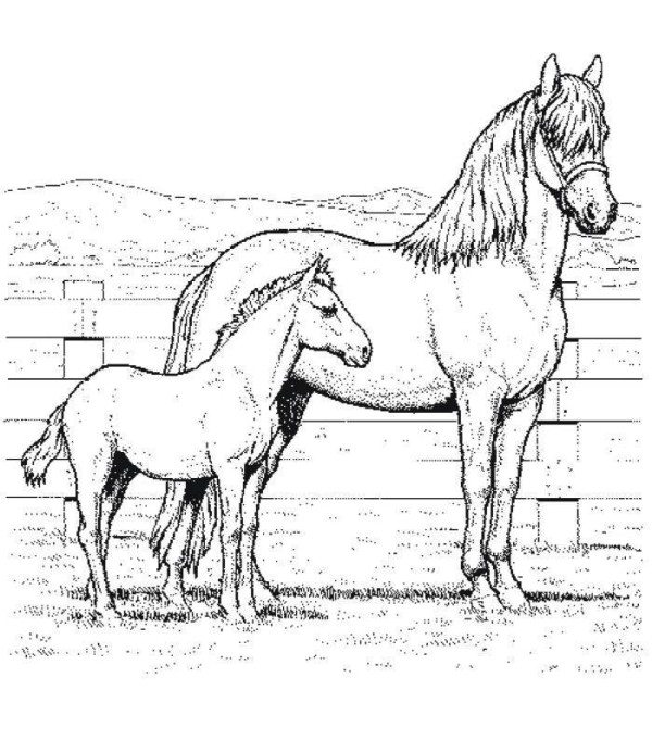 600x681 Coloring Page Of Mom And Baby Horse