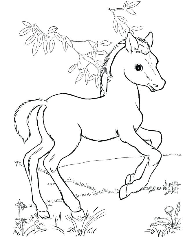 Baby Horse Coloring Pages Free Printable Horse Coloring Pages 670x820 Baby Horse Coloring Pages Free Printable Horse Coloring Pages