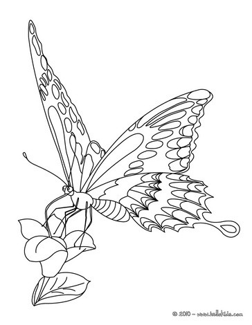 364x470 Butterfly Coloring Pages
