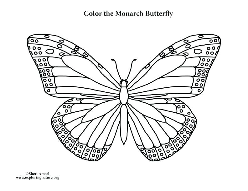 792x612 Monarch Butterfly Coloring Page 14