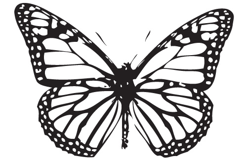 500x325 Monarch Butterfly Coloring Pages Mesmerizing Monarch Butterfly