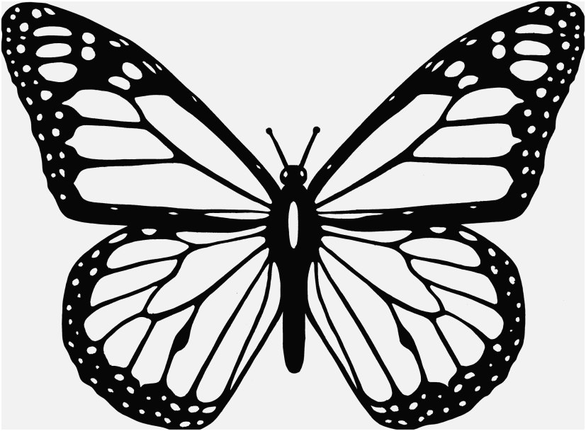 827x609 Printable Butterfly Coloring Pages Photographs Selected Coloring