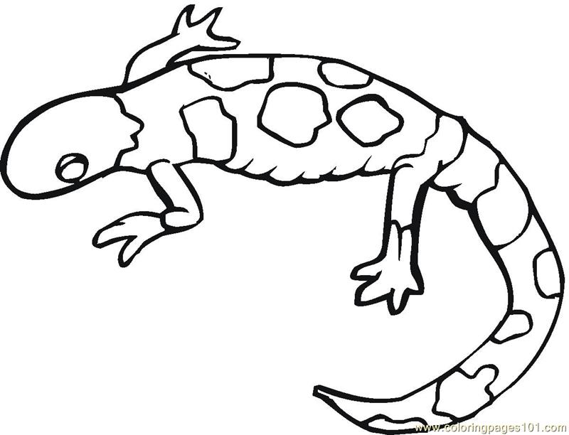 Monitor Lizard Coloring Pages Download And Print For Free 800x612 Monitor Lizard Coloring Pages Download And Print For Free