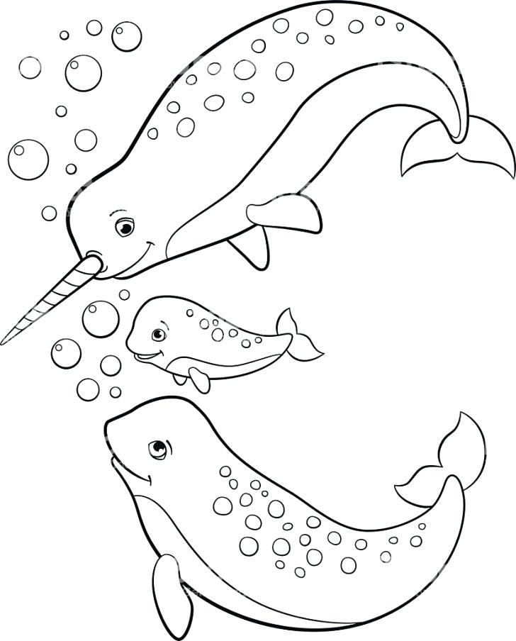 Narwhal Coloring Page Medium Size Of Narwhal Coloring Page 728x904 Narwhal Coloring Page Medium Size Of Narwhal Coloring Page