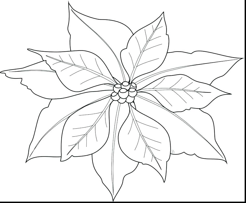 Poinsettia Coloring Page 948x785 Poinsettia Coloring Page