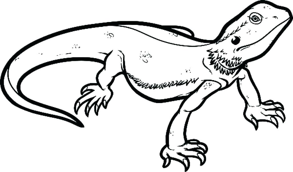 1024x601 Lizard Coloring Page Lizard Coloring Page Lizard Coloring Lizard