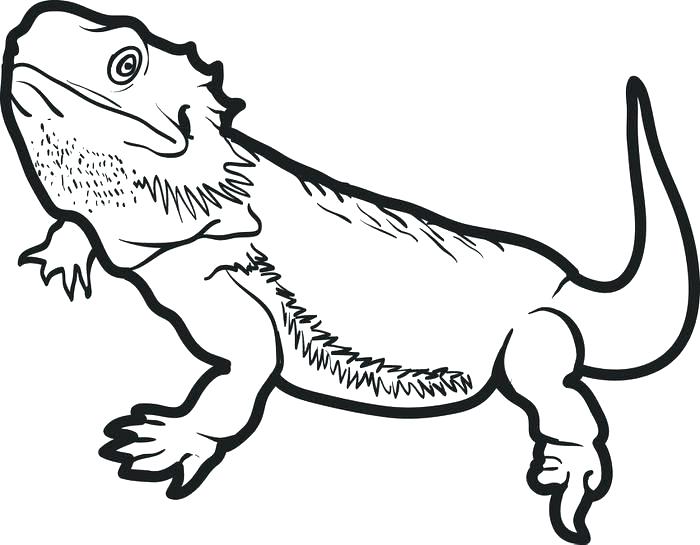 700x545 Lizard Coloring Pages Coloring Page Lizard Coloring Pages Free