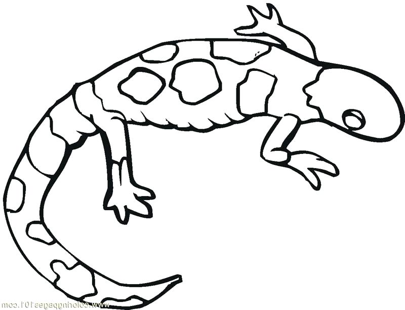 800x612 Lizard Coloring Pages Frilled Lizard Coloring Pages Monitor Lizard
