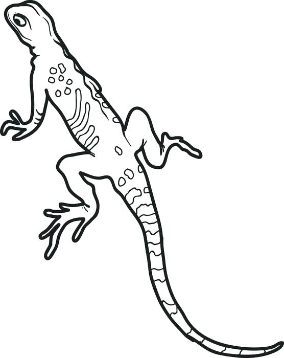 556x700 Lizards Coloring Pages Iguana Coloring Pages Click The Iguana